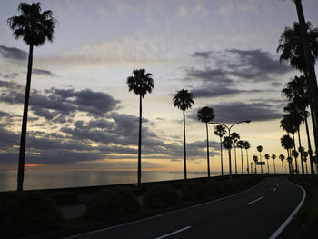 palm tree