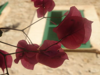 Close-up of red rose plant