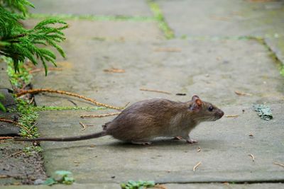 Squirrel on ground