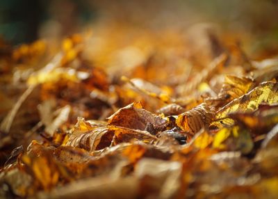 Close-up of fallen leaves