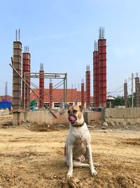 View of a dog standing against building