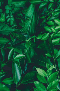 Full frame shot of green leaves