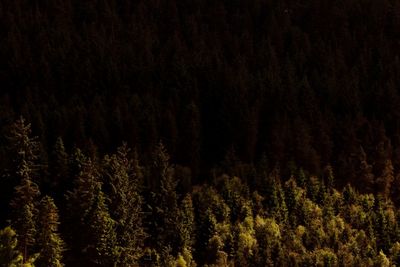 Pine trees in forest at night