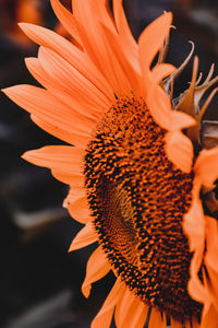 Close-up of orange sunflower