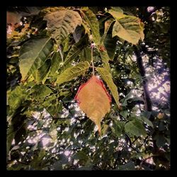 Close-up of red leaves