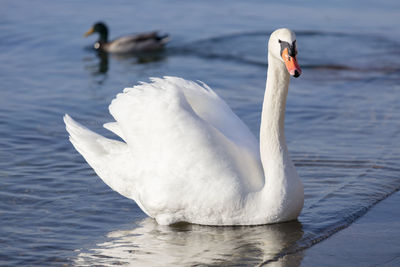 Swan swimming in lake