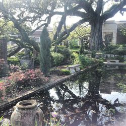 Trees in park