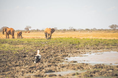 View of sheep on field