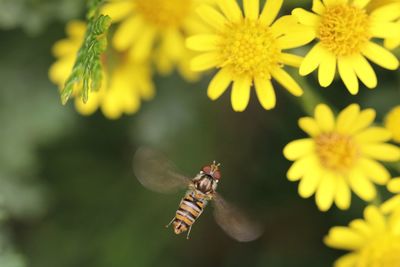 Close-up of insect flying to yellow flower