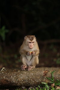 Wild monkeys are lounging and eating on the ground. in khao yai national park, thailand