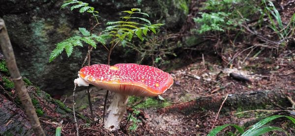 Close-up of fly agaric mushroom on field