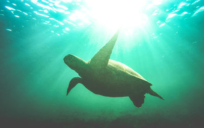 Low angle view of turtle swimming in sea 