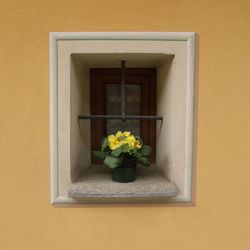 Potted plant on window of building