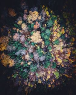 Full frame shot of plants growing on land