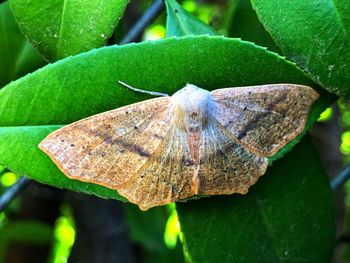 Close-up of butterfly on leaf