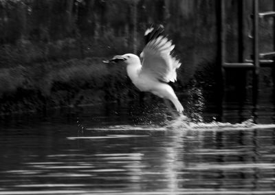 Swan flying over lake