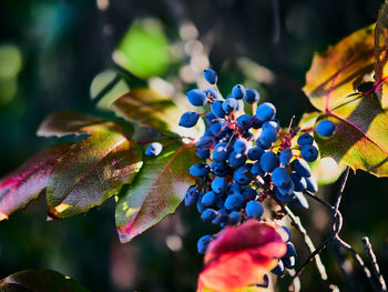 Close-up of berries growing on tree