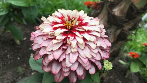 Close-up of pink flower blooming outdoors