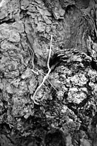 Close-up of tree trunk