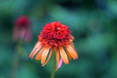 Close-up of red flower blooming outdoors