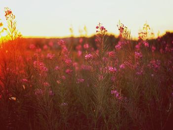 Close-up of flowering plants on field during sunset