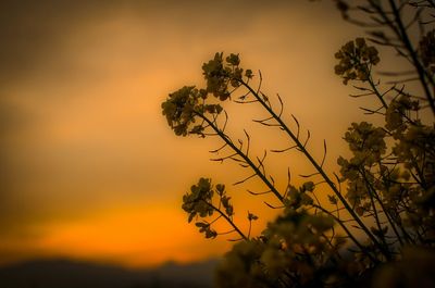 Trees against sky at sunset