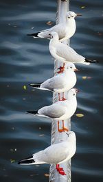 Swan in water