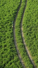 High angle view of agricultural field