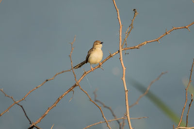 Low angle view of bird perching on branch against sky