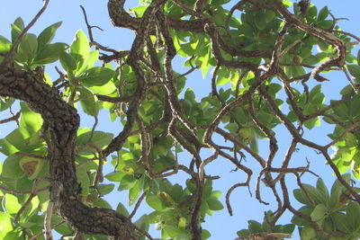 Low angle view of tree against sky