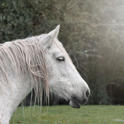 White horse portrait, animal themes