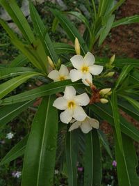 Close-up of white flowering plant