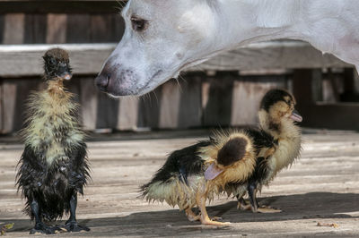 Close-up of a dog, ducklings, animals relationship 