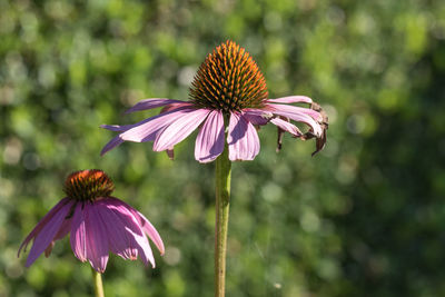 Close-up of honey bee pollinating on pink flower