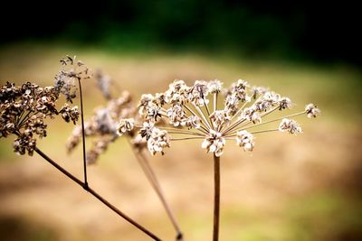 Close-up of wilted flowering plant on field