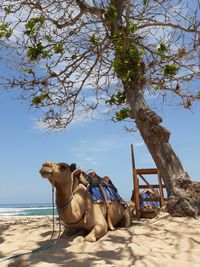 View of horse on sand