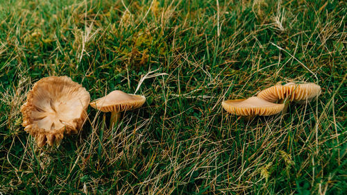 Mushrooms growing on field