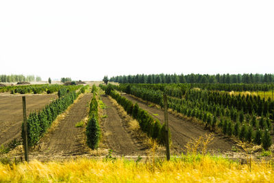 Rows of plants in field