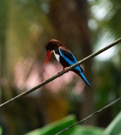 Close-up of bird perching on branch