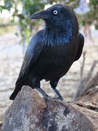 Close-up of bird perching on rock