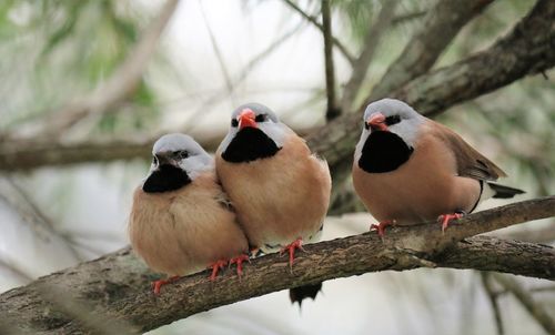 Close-up of bird perching on branch