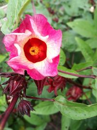 Close-up of pink flowers