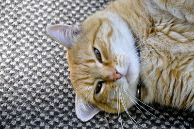 Close-up portrait of ginger cat