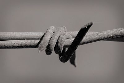 Close-up of lizard against sky