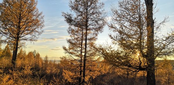 Trees against sky during sunset