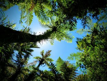 Low angle view of trees