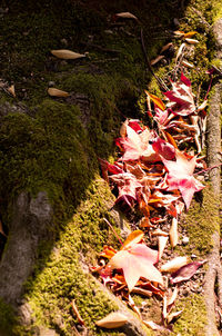 Leaves on ground