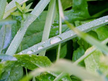 Close-up of wet plants