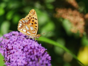 Close-up of butterfly pollinating on purple flower