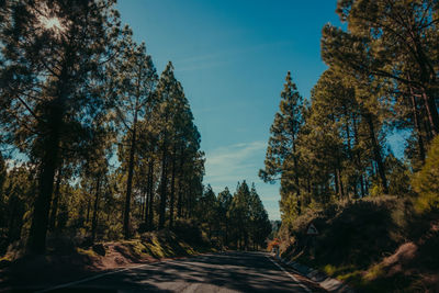 Road amidst trees in forest against sky